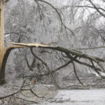 The image shows the aftermath of a severe ice storm, where a large, leafless tree has split and partially collapsed onto a road. Every branch in the dense forest background is encased in a thick, glass-like layer of clear ice, creating a frozen, monochromatic landscape of whites and greys. The central tree has a jagged, light-tan fracture where a heavy limb snapped under the weight of the ice, now resting horizontally across the frame. Below, the ground and road are covered in a slushy mix of ice and fallen debris.